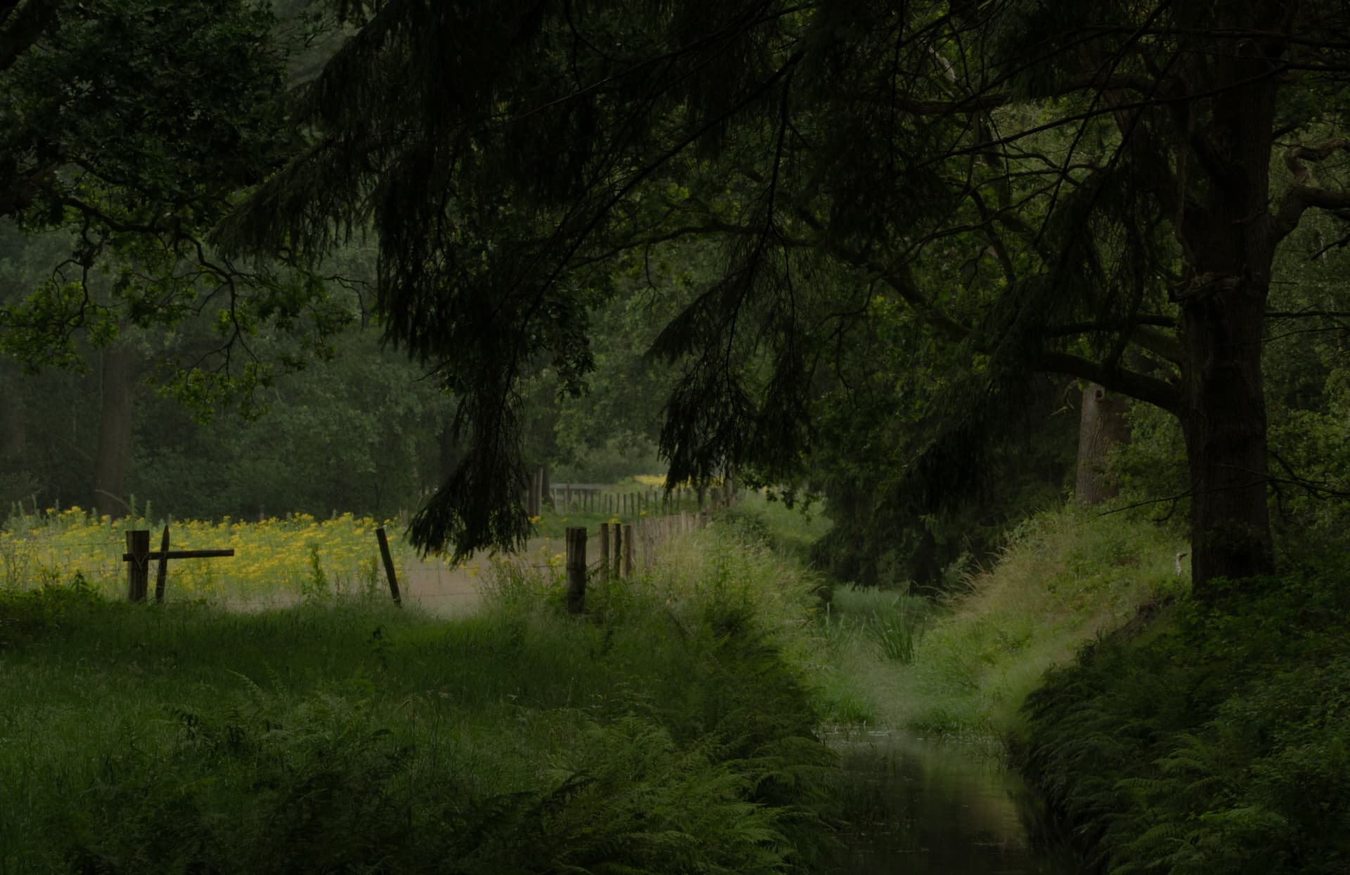 Brabants landschap met bomen en een veld in de avondschemering